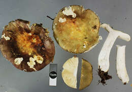 Image of Russula umerensis McNabb 1973