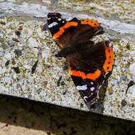 Image of Red Admiral