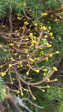 Image of Chrysomyxa arctostaphyli Dietel 1894