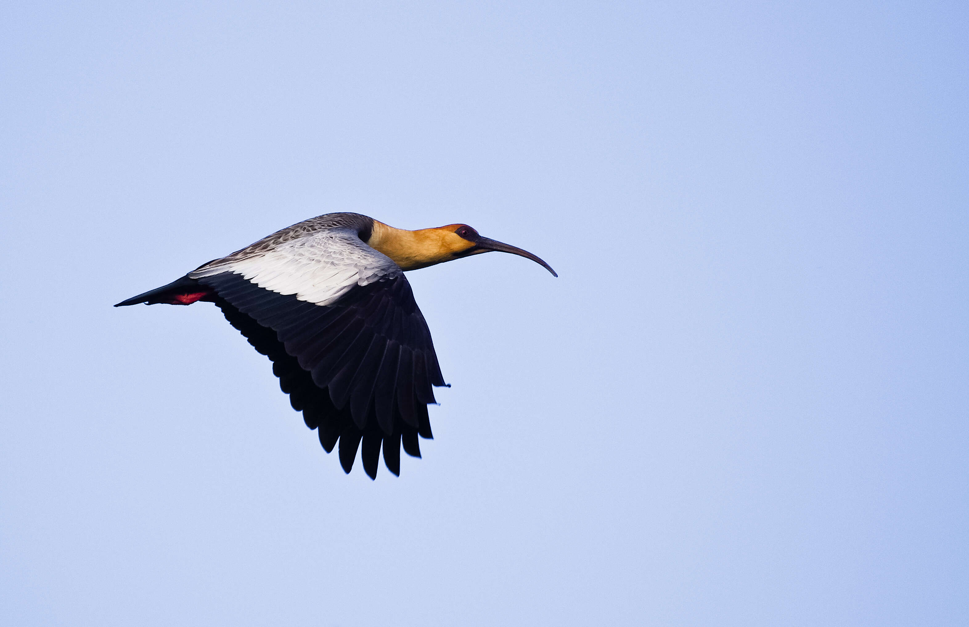 Image of Black-faced Ibis