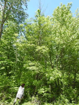 Image of Fraxinus pennsylvanica var. pennsylvanica