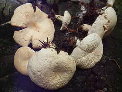 Image of Clitocybe phyllophila (Pers.) P. Kumm.