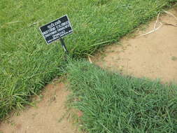 Image of southern crabgrass