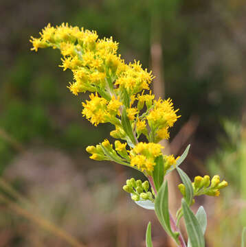 Image of Julia's goldenrod