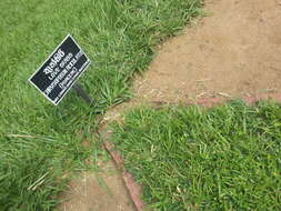 Image of golden false beardgrass