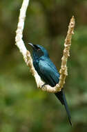 Image de Drongo bronzé