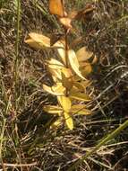 Image of Sandhills Lily