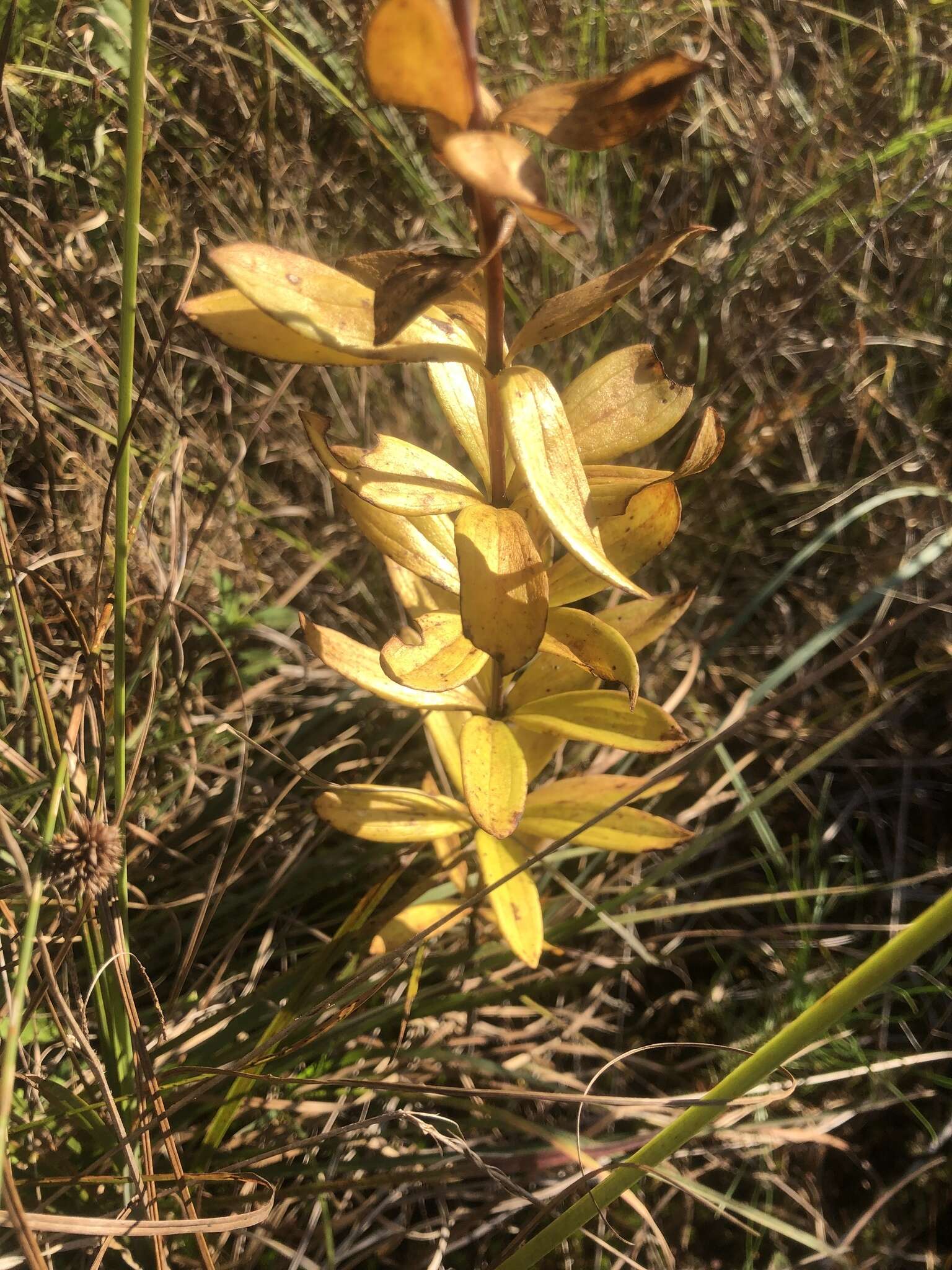 Image of Sandhills Lily