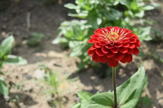 Image of ELEGANT ZINNIA