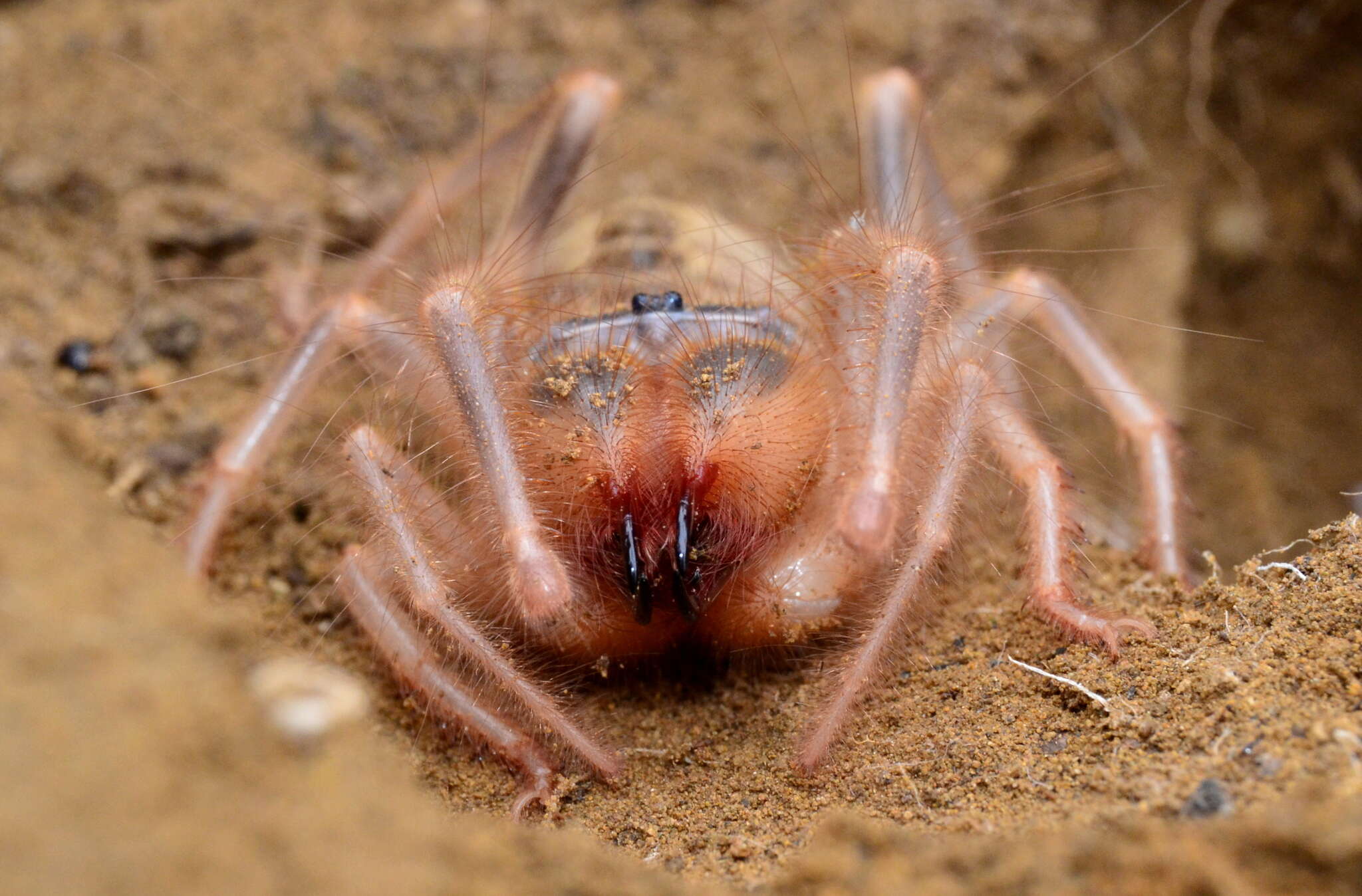 Imagem de Galeodes araneoides (Pallas 1772)