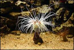 Image of ceriantharian anemones