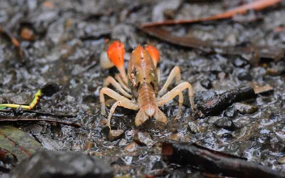 Image of <i>Engaeus affinis</i>