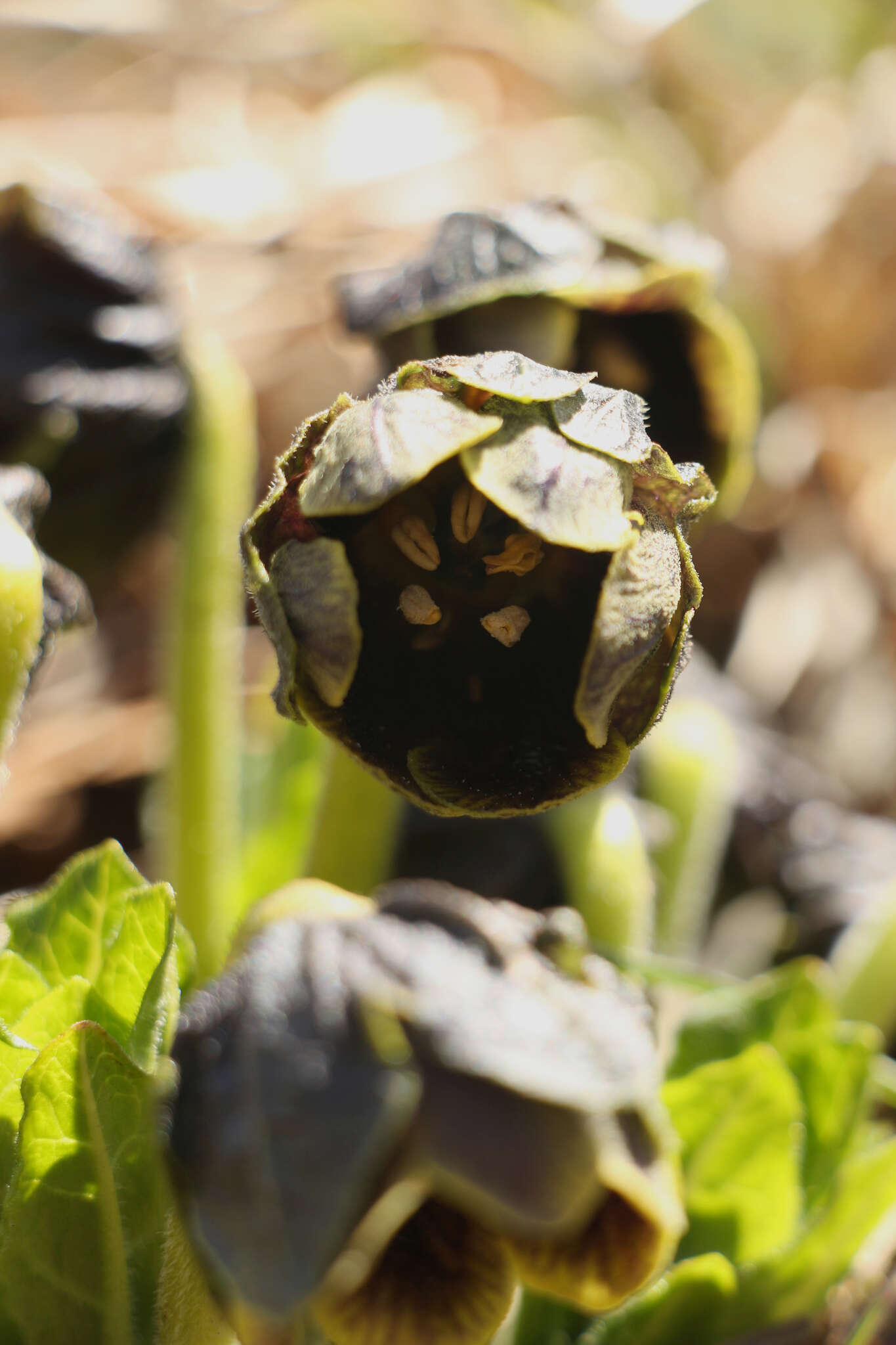 Image of Mandragora caulescens C. B. Cl.