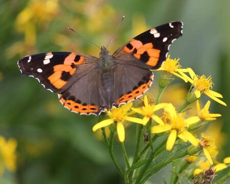 Image of Asian Admiral