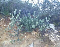 Image of Leucadendron singulare I. Williams