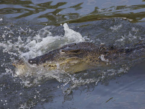 Image of Estuarine Crocodile