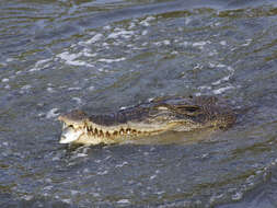 Image of Estuarine Crocodile