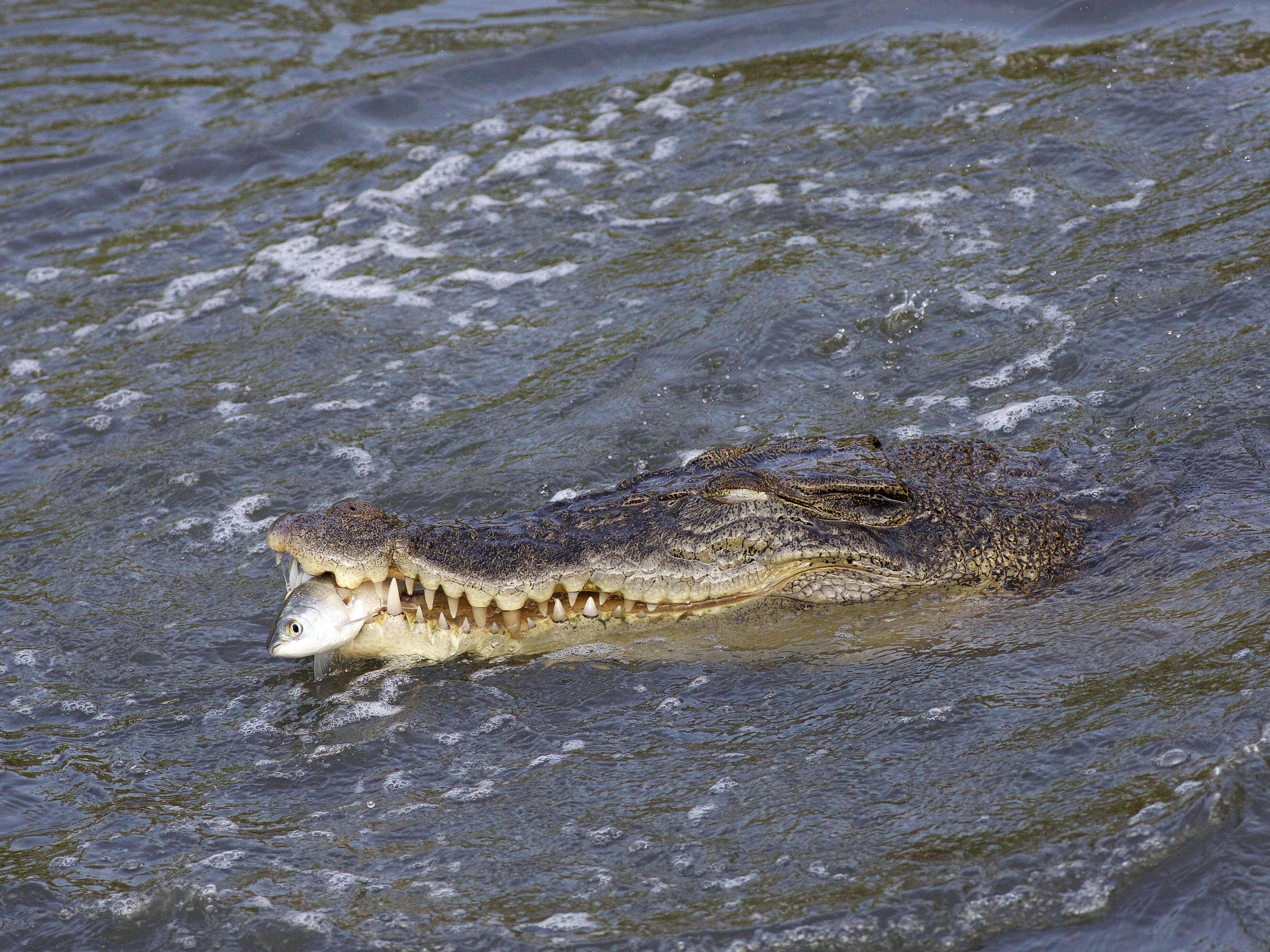 Image of Estuarine Crocodile