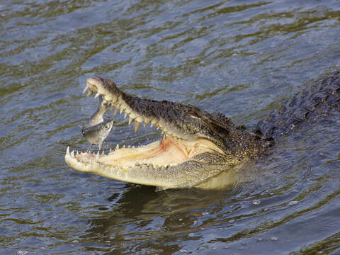 Image of Estuarine Crocodile