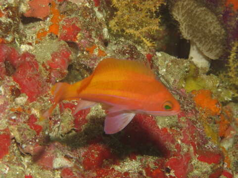 Image de Pseudanthias townsendi (Boulenger 1897)