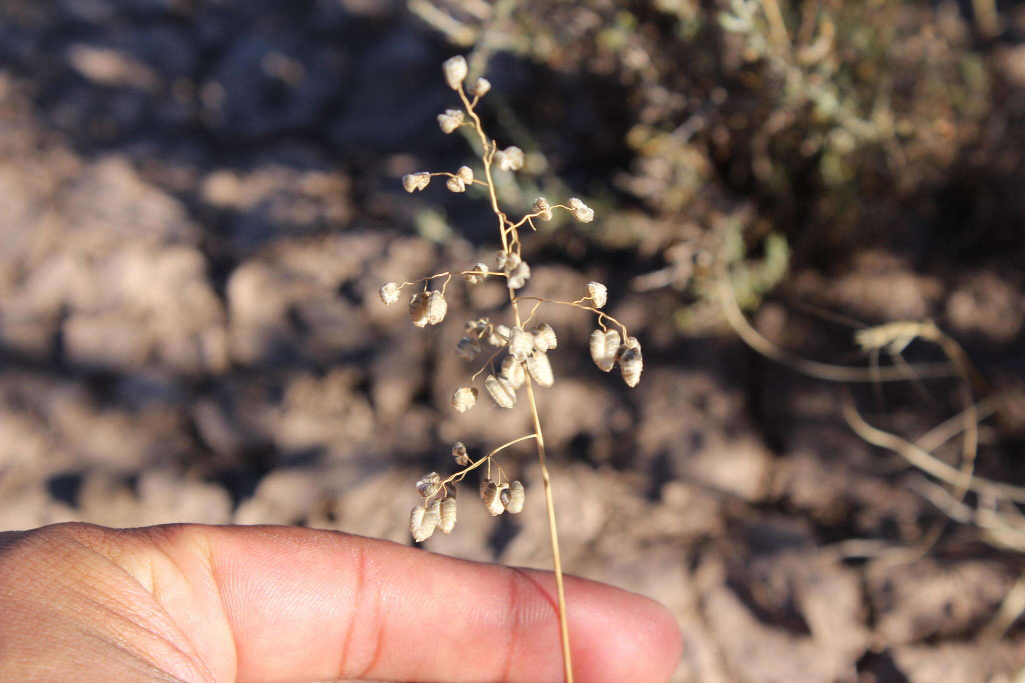 Image of Eragrostis obtusa Munro ex Ficalho & Hiern