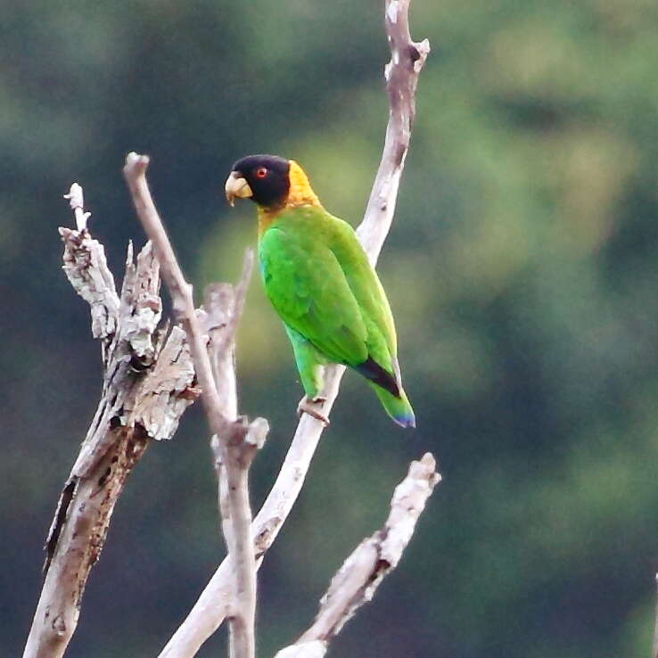 Image of Caica Parrot