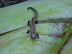 Image of Black-and-Gold Salamander