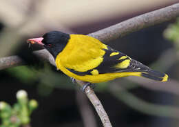 Image of Black-hooded Oriole