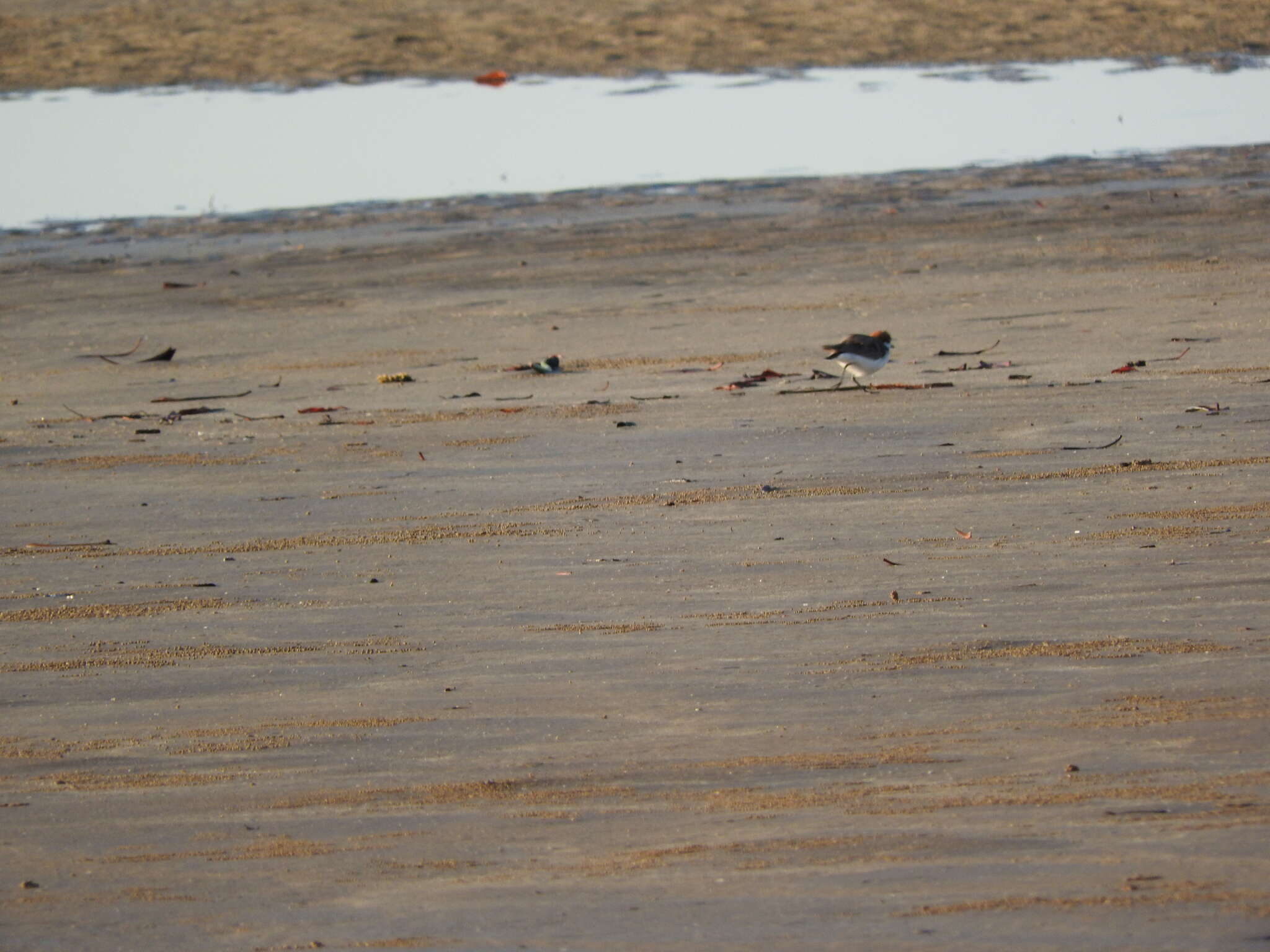 Image of Red-capped Dotterel