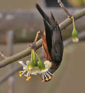 Image of Chestnut-tailed Starling