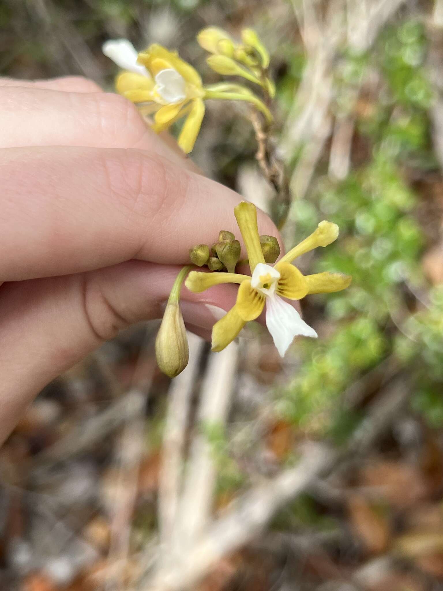 Image of Krug's peacock orchid