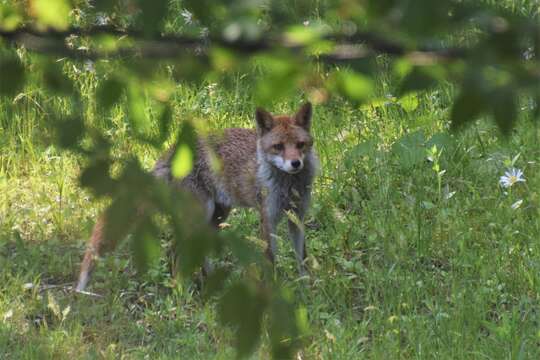 Sivun Vulpes vulpes japonica J. E. Gray 1868 kuva