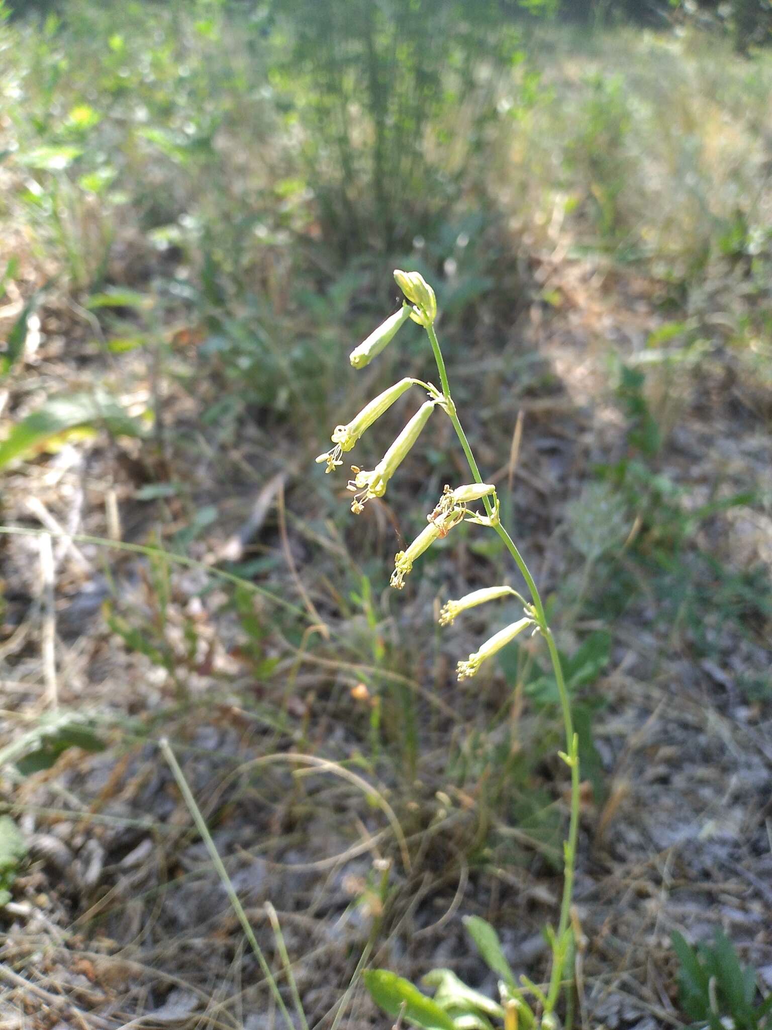 Image de Silene chlorantha (Willd.) Ehrh.