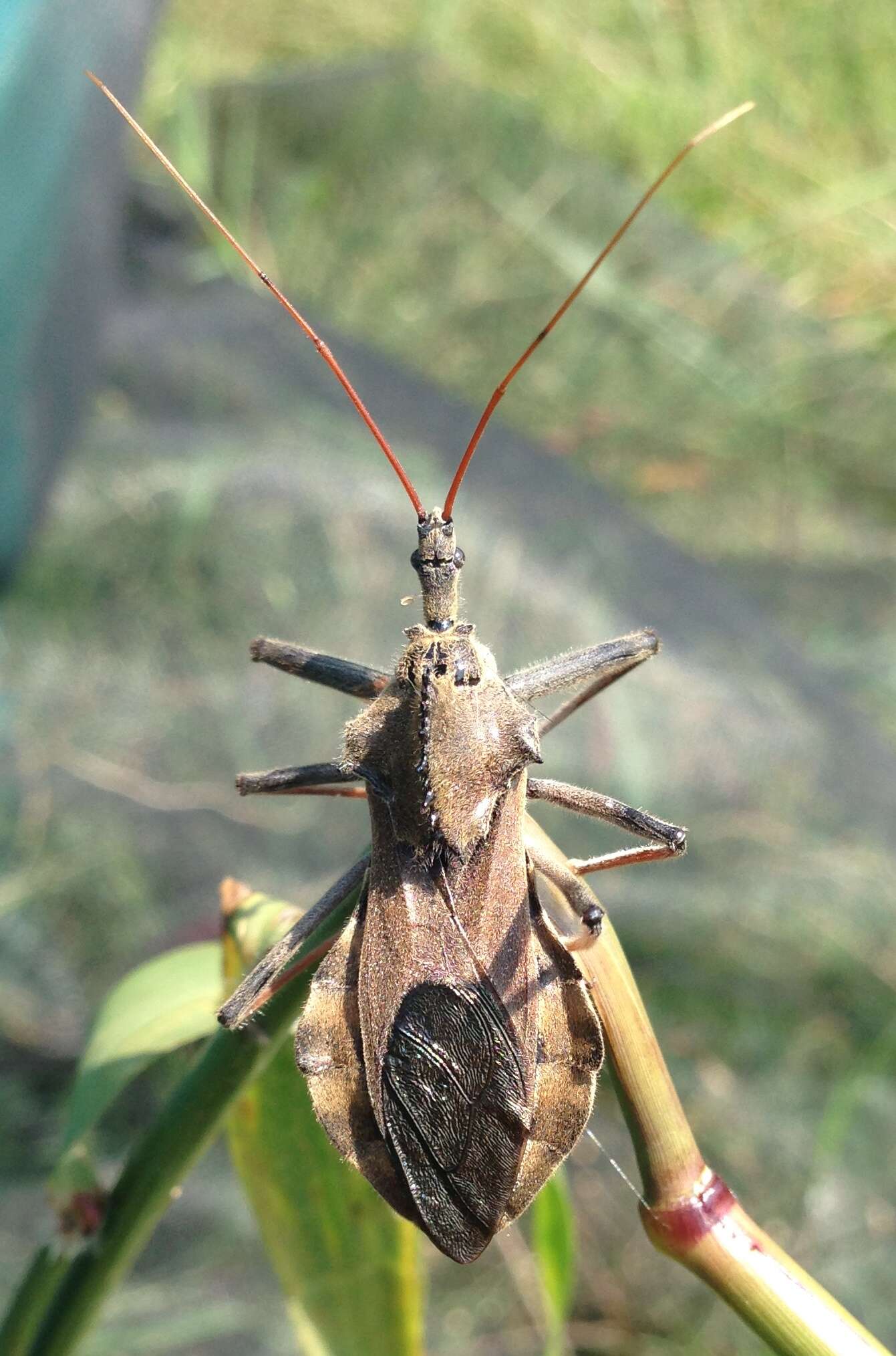 Plancia ëd Arilus cristatus (Linnaeus 1763)