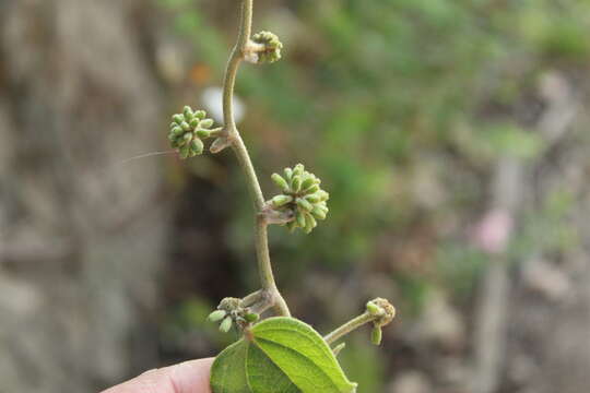 Image of Smilax tomentosa Kunth