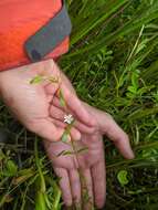 Image of saltmarsh starwort