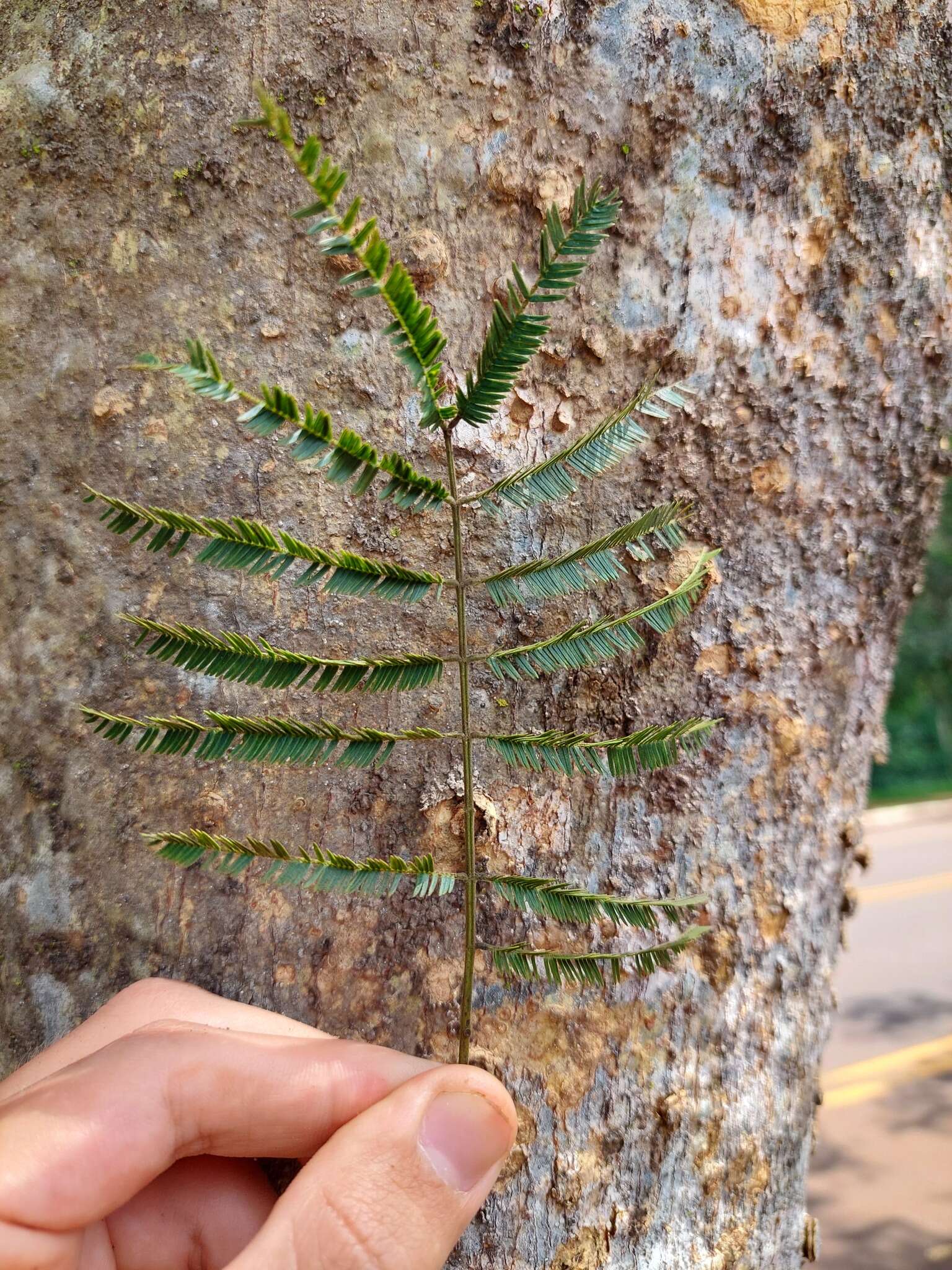 Image of Silk tree