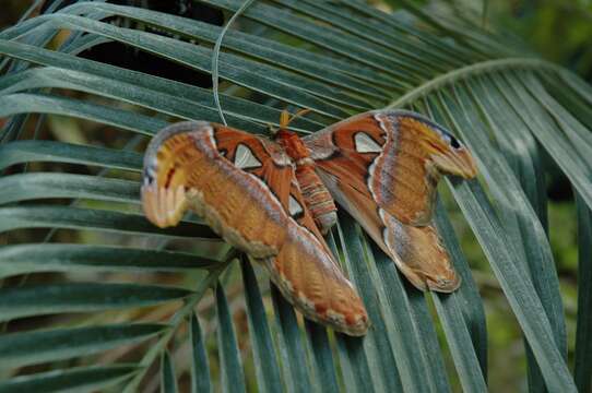 Image of atlas moth