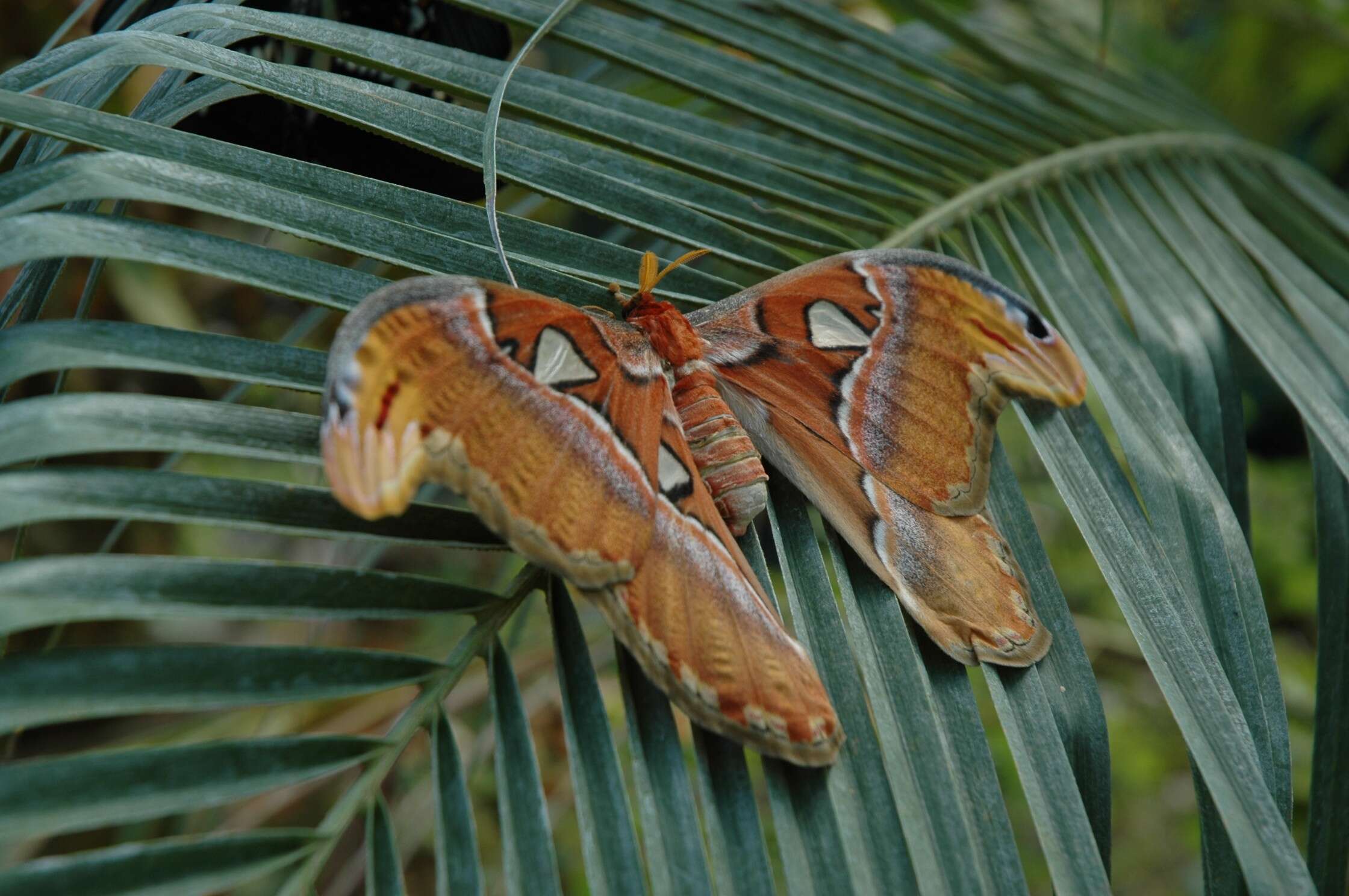 Image de Attacus atlas (Linnaeus 1758)