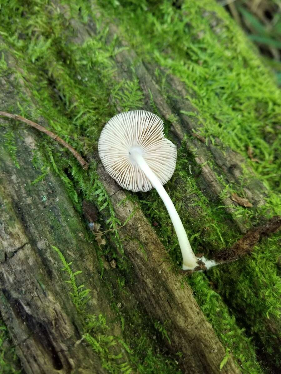 Image of Pluteus septocystidiatus Ševcíková, Antonín & Borovicka 2014