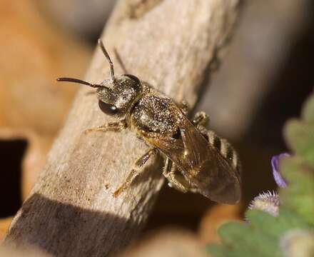 Image of Halictus confusus Smith 1853