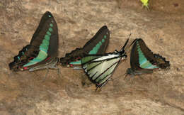 Image of <i>Graphium <i>sarpedon</i></i> sarpedon