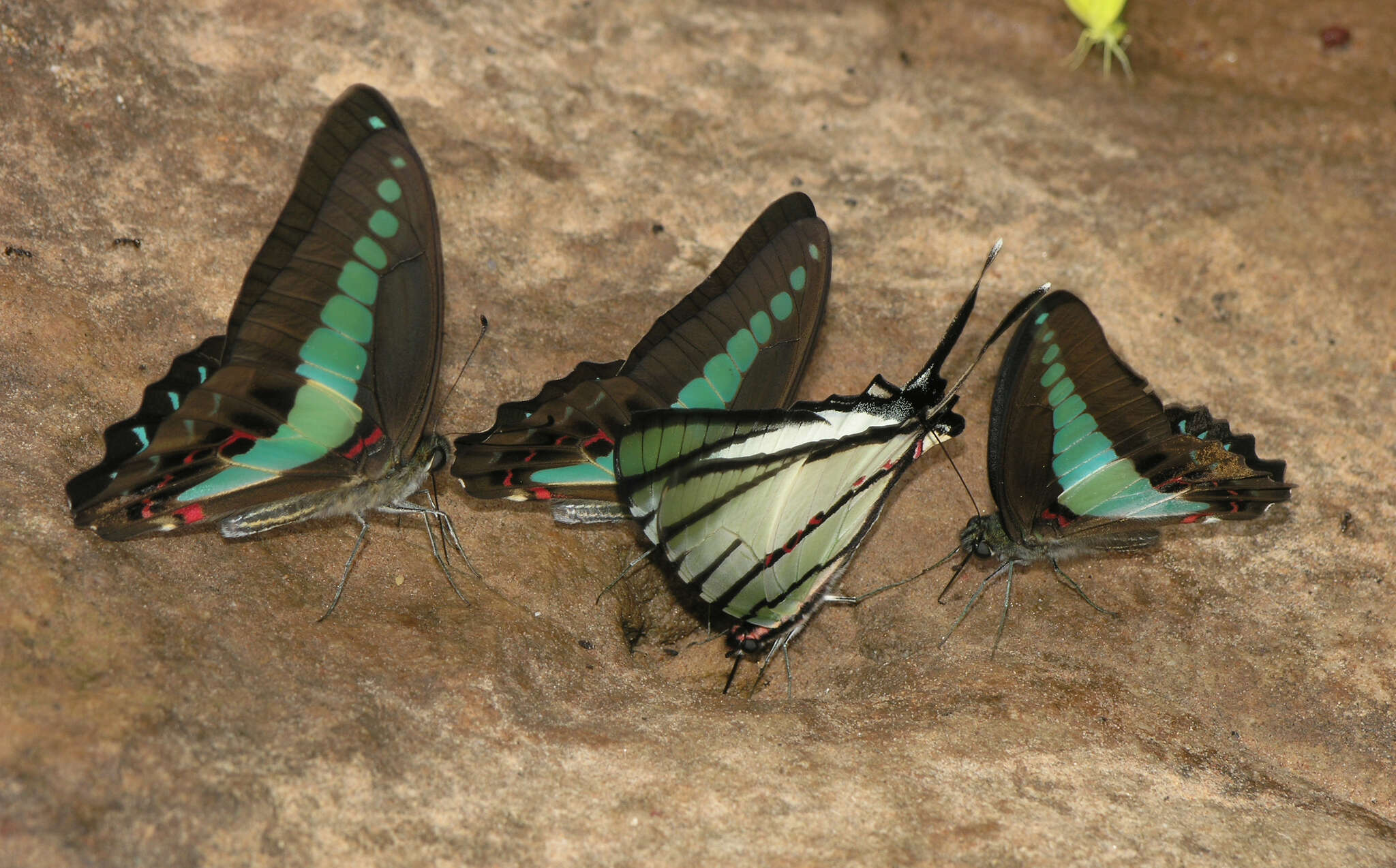 Image of <i>Graphium <i>sarpedon</i></i> sarpedon