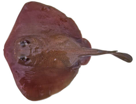 Image of Great Stingaree