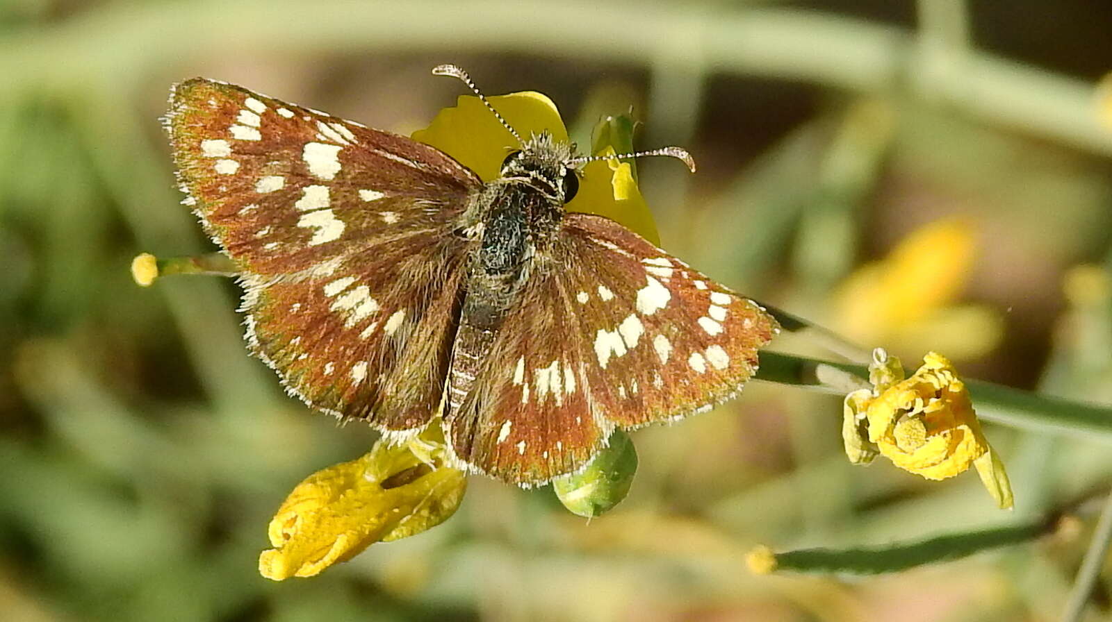 Image of <i>Burnsius orcynoides</i>