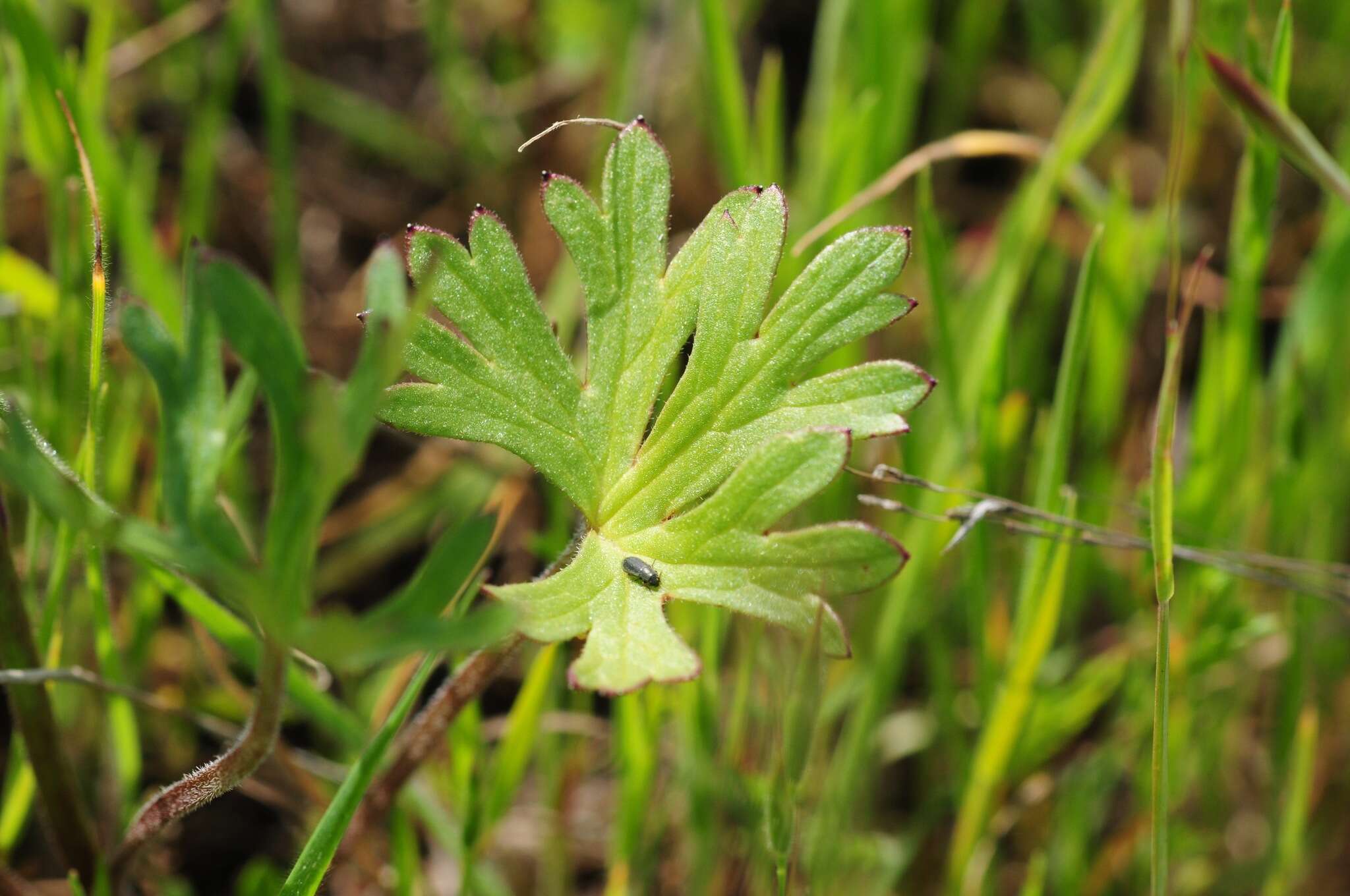 Image of royal larkspur