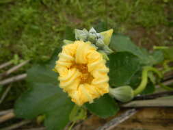 Image of sinkwa towelsponge