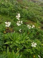 Imagem de Primula sikkimensis var. hopeana (I. B. Balf. & Cooper) W. W. Sm. & H. R. Fletcher