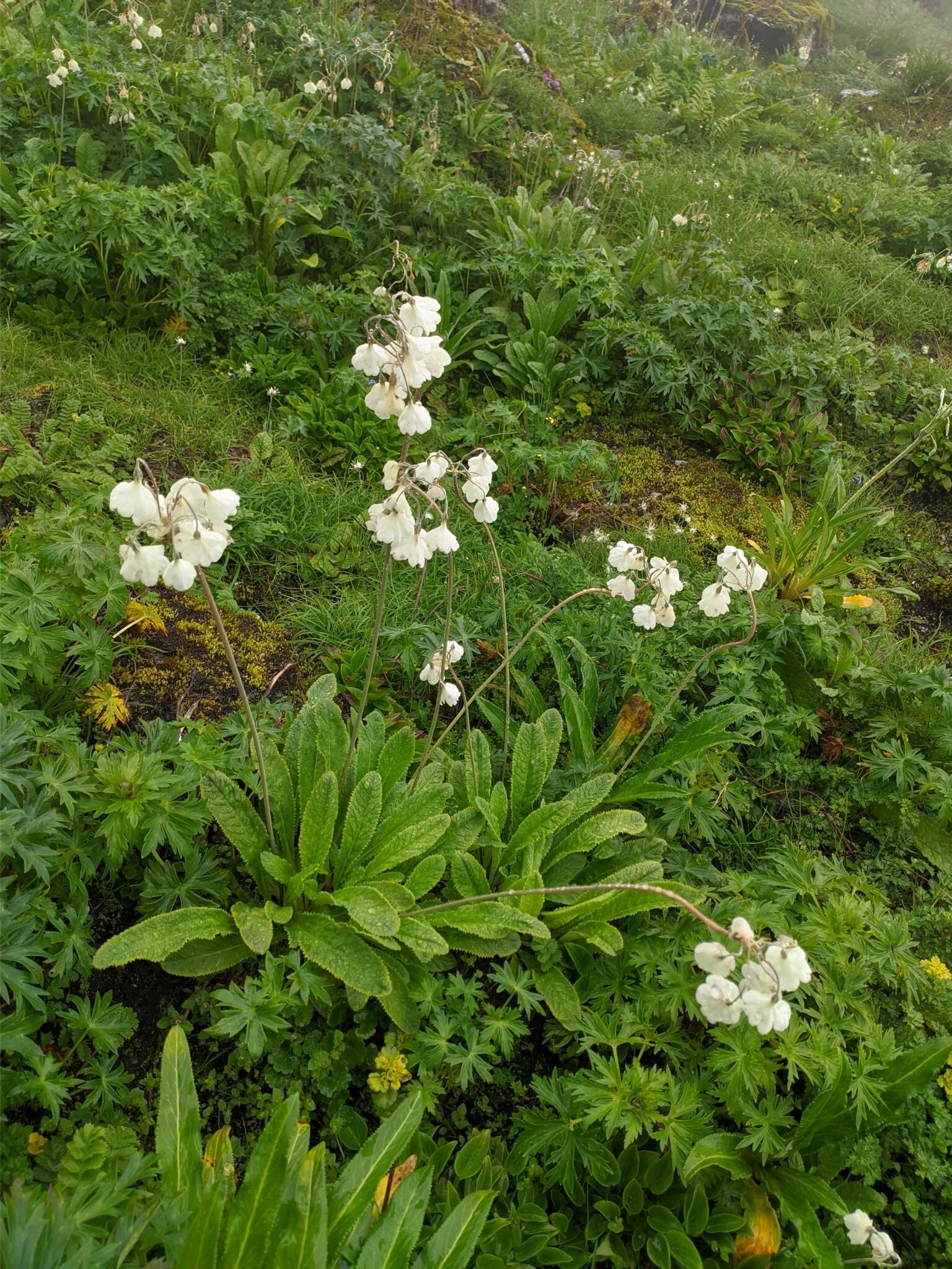 Слика од Primula sikkimensis var. hopeana (I. B. Balf. & Cooper) W. W. Sm. & H. R. Fletcher