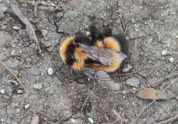 Слика од Bombus hyperboreus Schönherr 1809